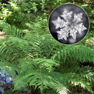 Bild eines Farns mit zugehörigem Eiskristallbild