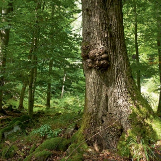 Auswuchs am Stamm eines Baumes