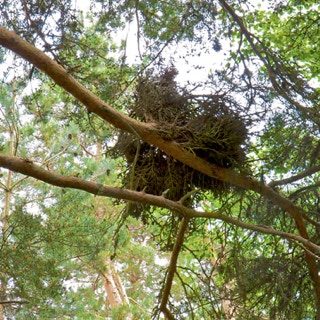 Hexenbesen am Ast eines Baumes
