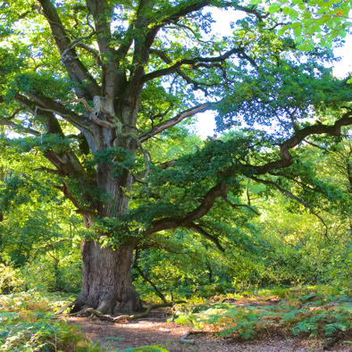 Baum