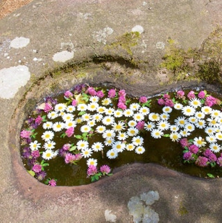Wassergefüllter historischer Schalenstein mit Blumenblüten