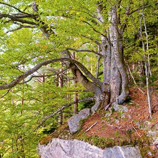 Baum an einem Felsen
