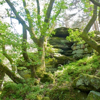 Bäume mit historischer Mauer