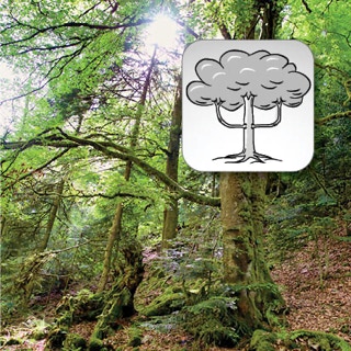 Lang auslandender Ast eines Baumes mit Schemazeichnung