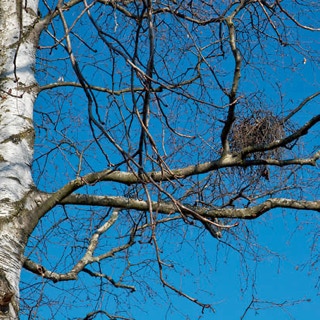 Hexenbesen am Ast eines Baumes