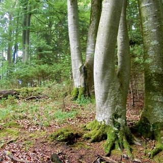 Bäume mit Gabelwuchs