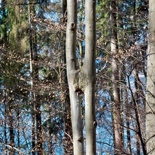 Zusammenwachsung von zwei Baumstämmen