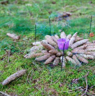 Natur-Zeremonie mit Tannenzapfen